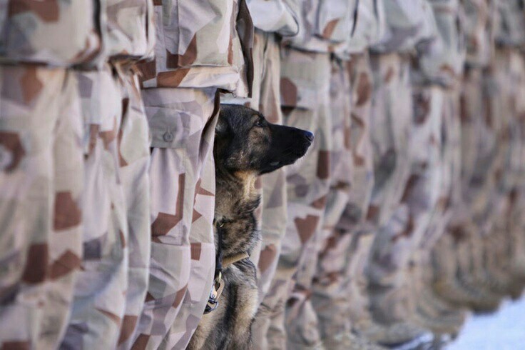 Military working dogs serving in the toughest conditions keeping their units safe