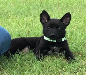 Black Malinois puppy from PSD Kennels