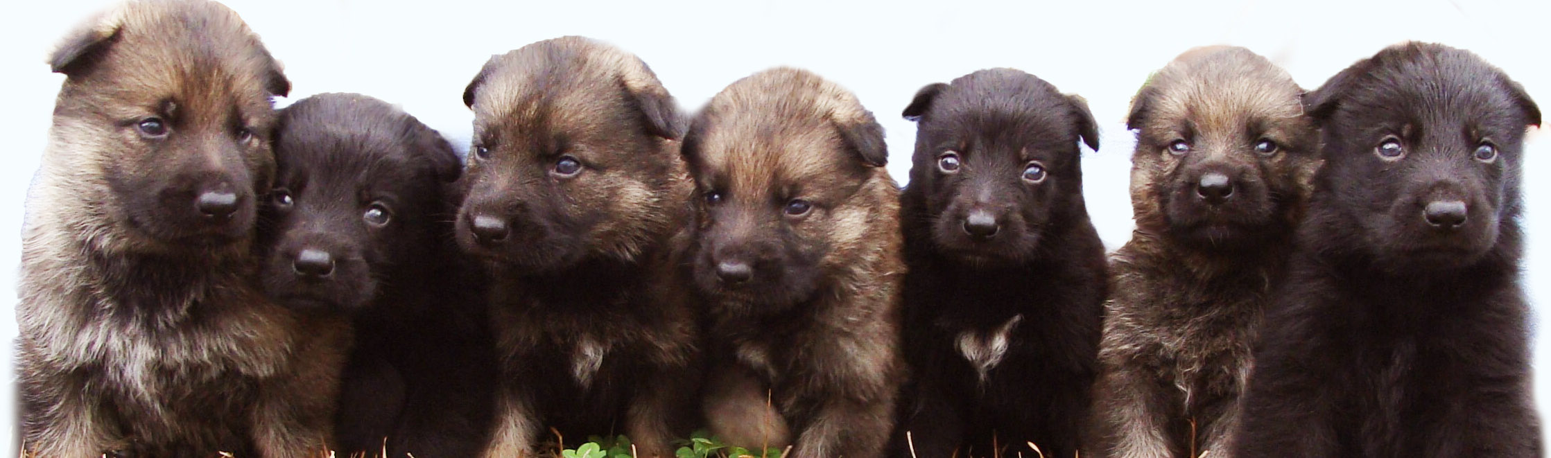 Psd German Shepherd Puppies for sale mississippi