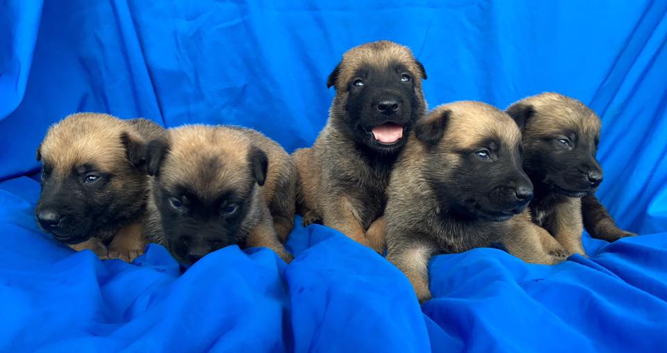 Belgian Malinois puppies from PSD Kennels IN Poplarville Ms
