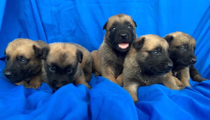Belgian Malinois Puppies for sale from PSD Kennels In ms