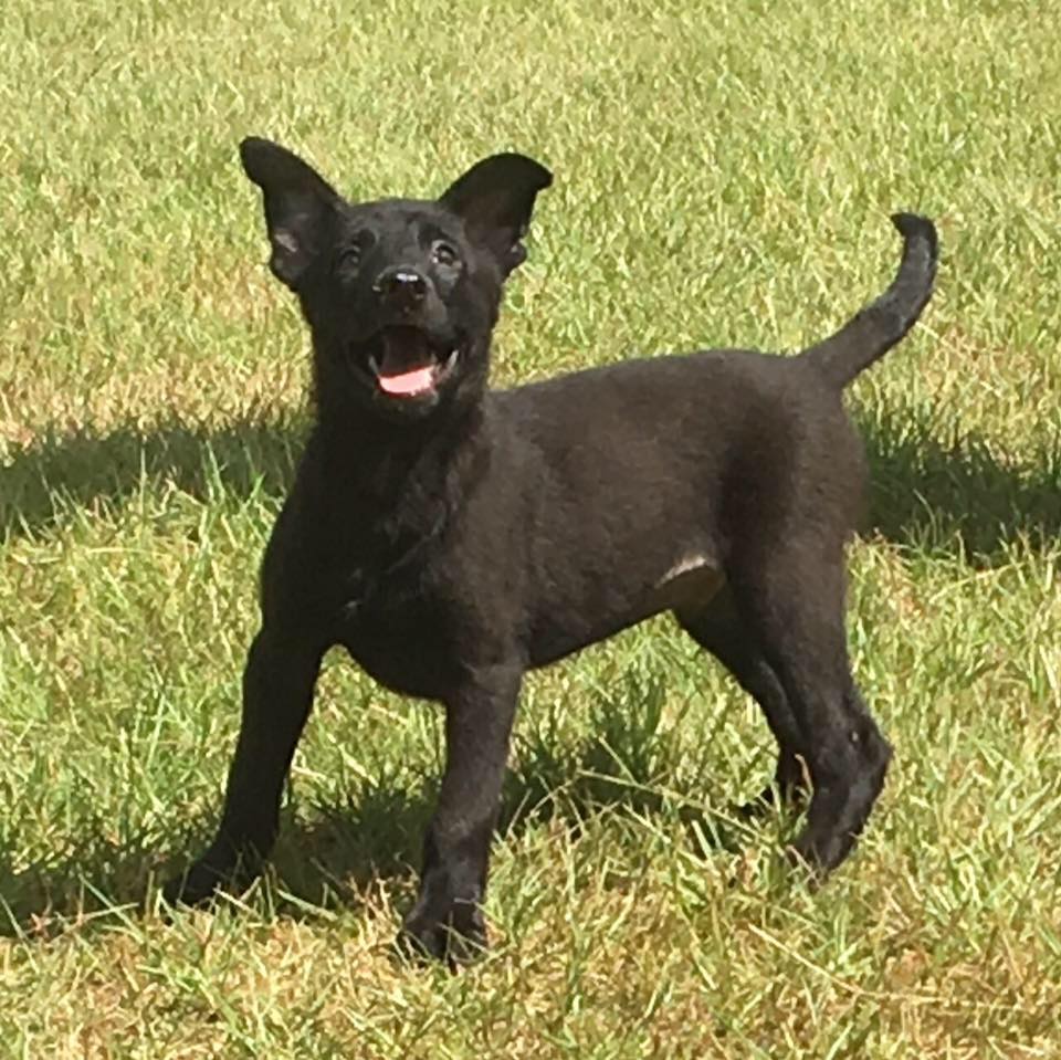 PSD Kennels puppy