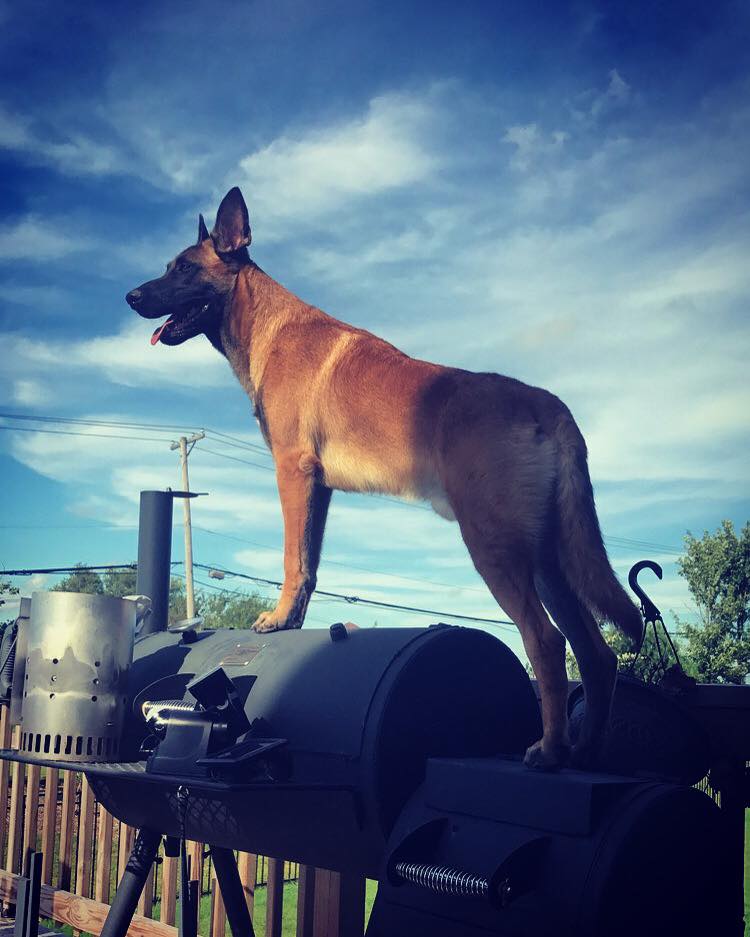PSD Belgian Malinois review and update