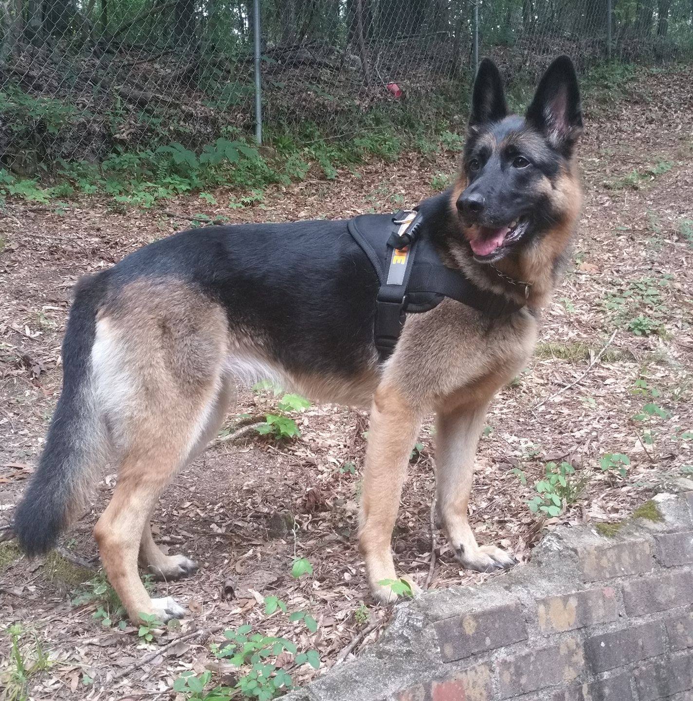 dog training review of PSD Kennels in Poplarville Ms