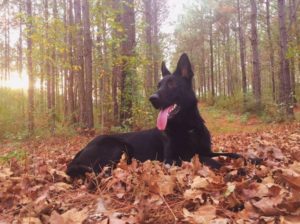 review of all black german shepherd form psd kennels in poplarville ms